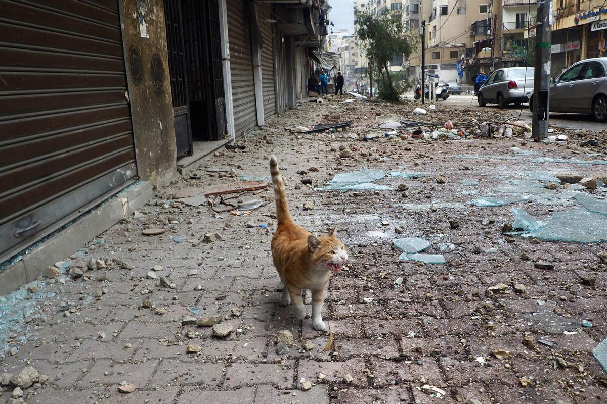 Un gato maulla en una acera del barrio de Dahiye, al sur de Beirut